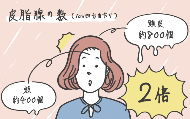 皮脂腺の数