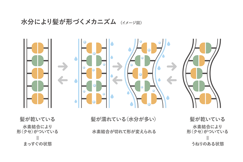 水分により髪が形づくメカニズム