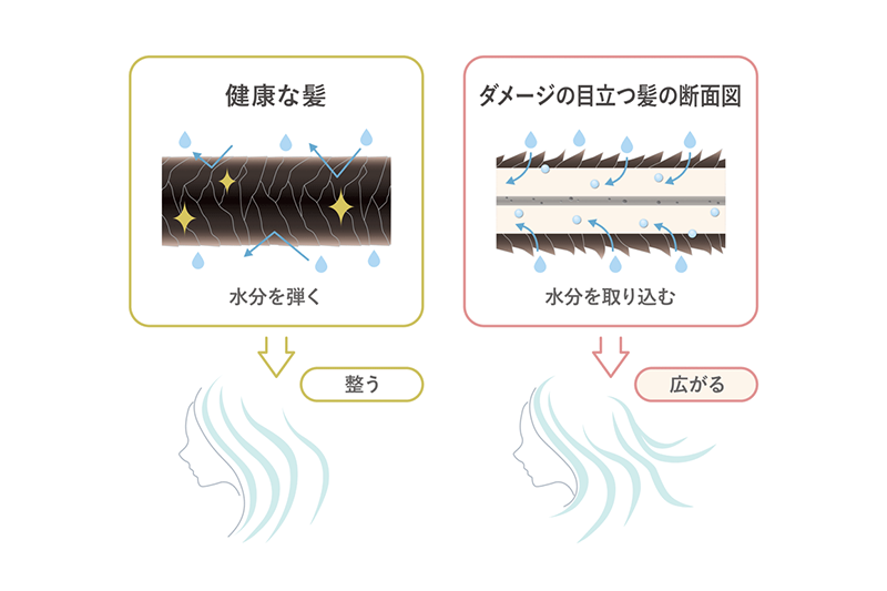 健康な髪と、ダメージの目立つ髪