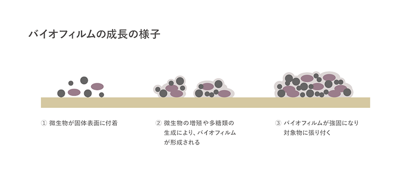 バイオフィルムの成長の様子