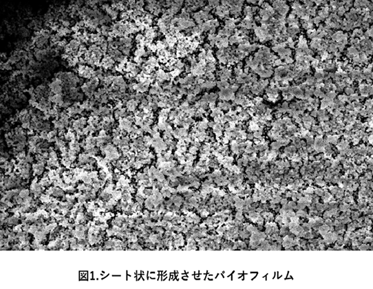 シート状に形成させたバイオフィルム