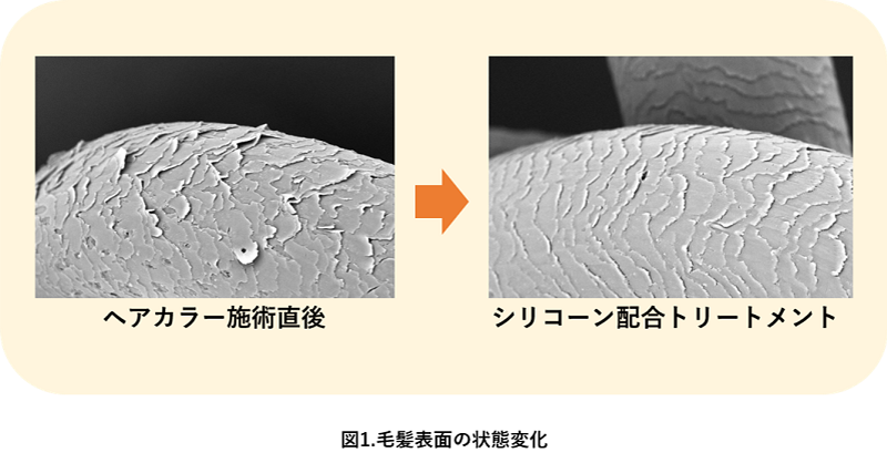 毛髪表面の状態変化