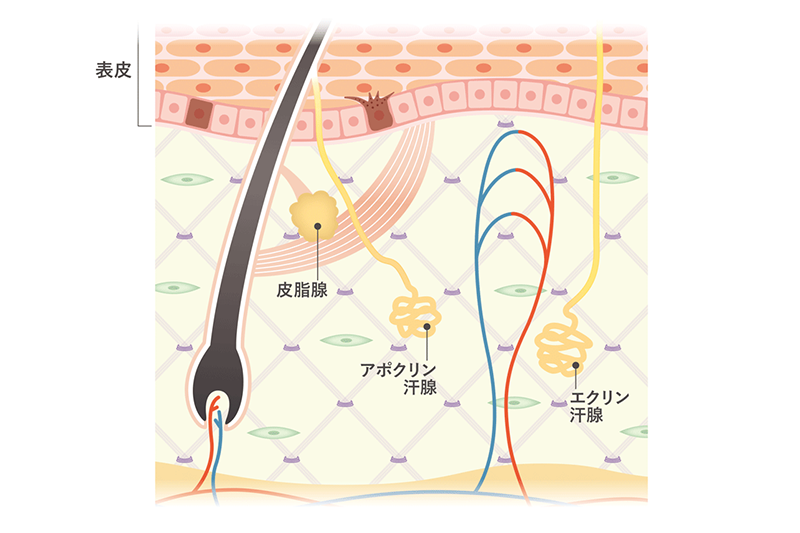 皮下のイメージ