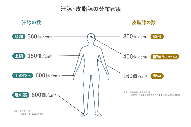 汗腺・皮脂腺の分布密度