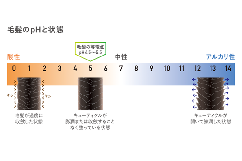 毛髪のpHと状態