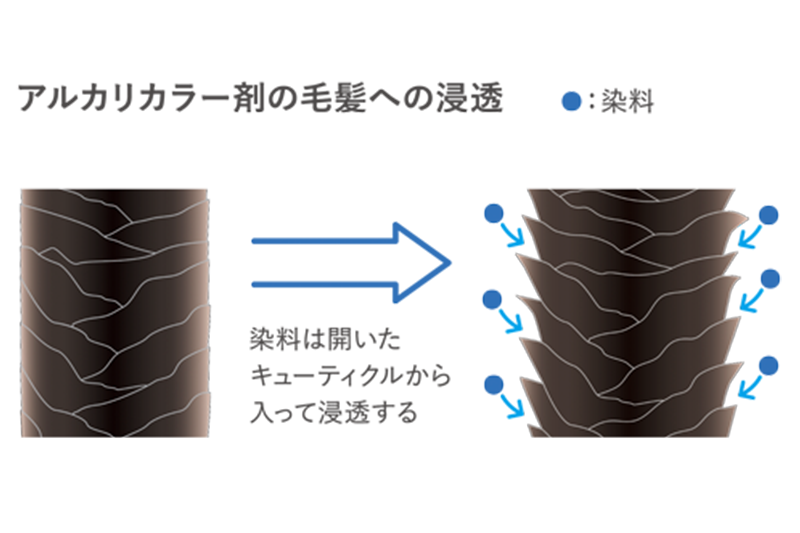 アルカリカラー剤の毛髪への浸透